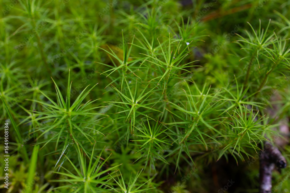 Pogostemon octopus green aquarium plant Pogostemon octopus green aquarium plant