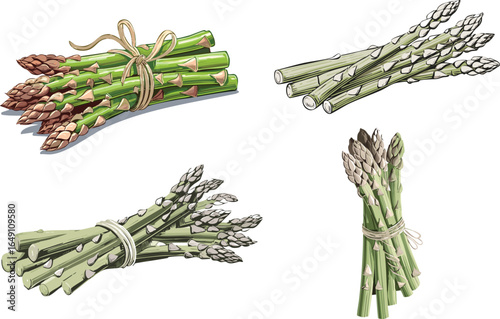 Fresh asparagus isolated on transparent png.vector.group, asparagus, life, nourishment, produce, still, bundle, cookery, spear, stalk, stem, transparent, close, green, healthy, herb, macro, market, 