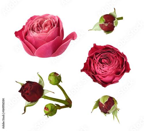 Set of small red rose flowe...