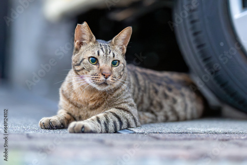 野良猫