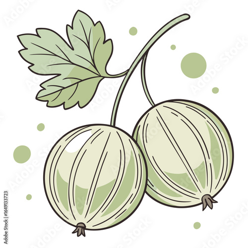 Vector illustration of fresh green gooseberries with leaf, isolated on a white background. Concept of summer harvest and healthy eating.