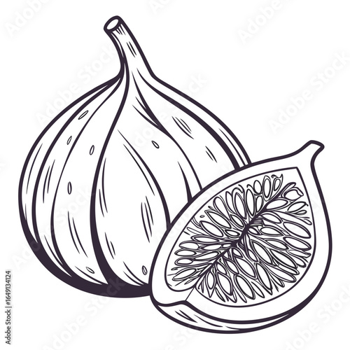 Sketch style fig illustration with a cross-section showing seeds. Isolated monochrome botanical drawing of a sweet, ripe, and healthy Ficus fruit.
