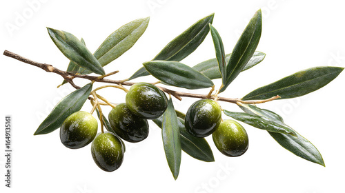 Olive tree branch isolated on white