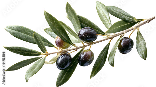 Olive tree branch isolated on white