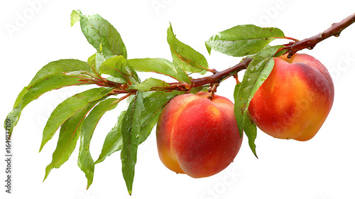 Peaches with green leaves on branch isolated on white