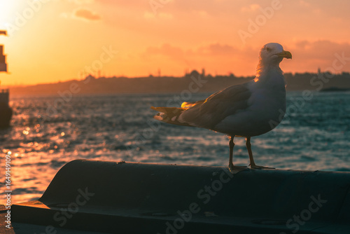 Photography seagull on the pier in istanbul