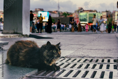 Photography cat on the street in istanbul