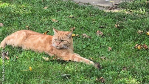 Ginger cat hunting a mouse on garden lawn