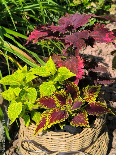 Colorful leaves on coleus bushes in a wicker rattan cachepot on a summer day in the garden