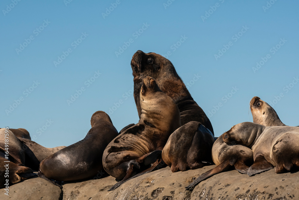 Fototapeta premium Male ond females Sea Lion , in Peninsula Valdes ,Chubut,Patagonia, Argentina