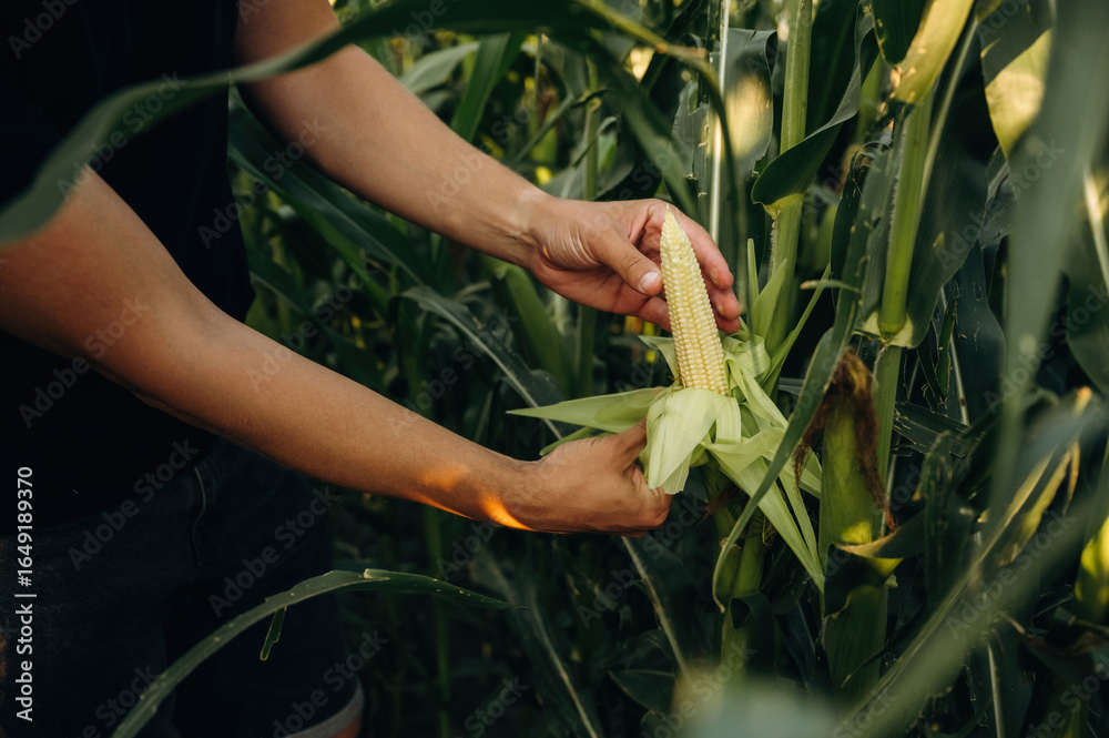Obraz premium Man's hands are holding corn on the agricultural field