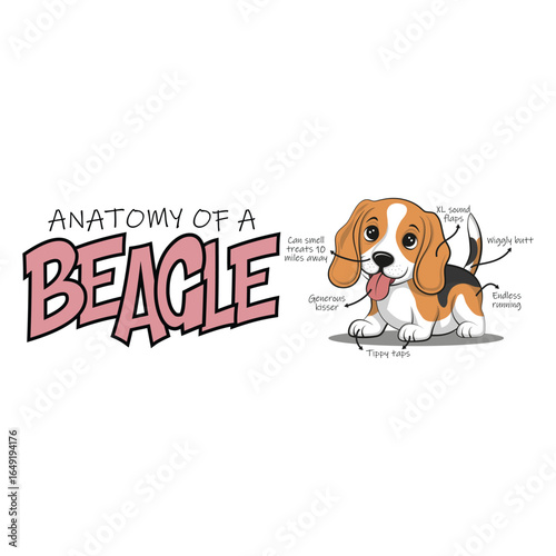Anatomy of a Cute beagle dog. Vector illustration