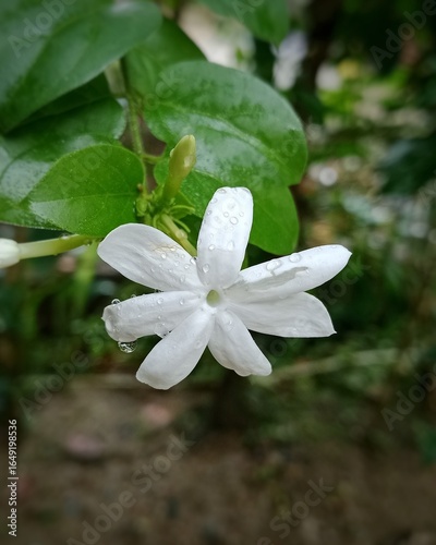 Fresh White Jasmine Flower with Raindrops in Tropical Garden