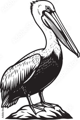 pelican on a white background