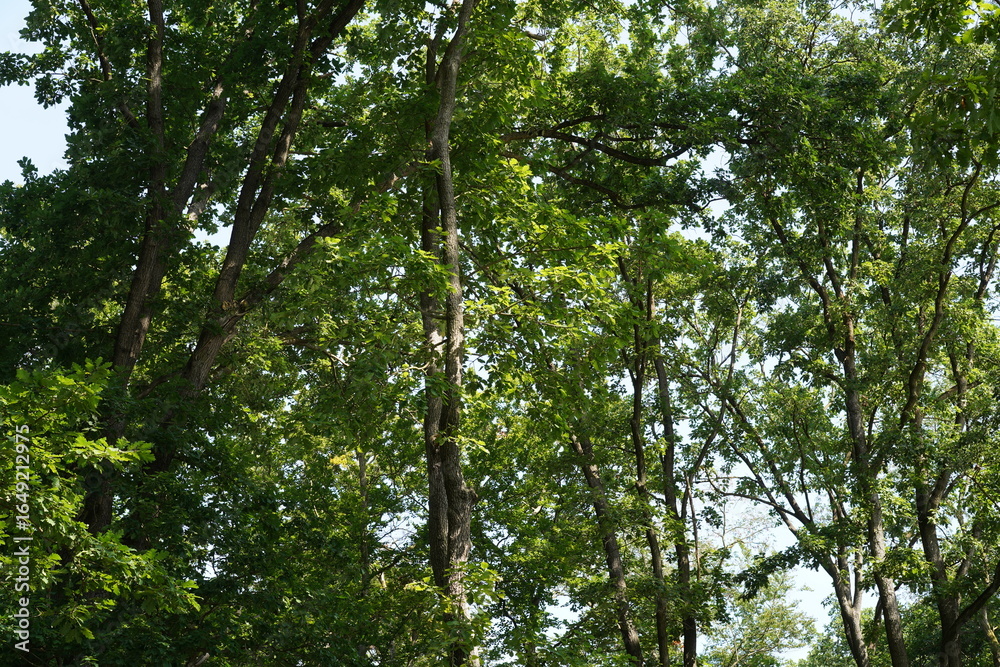 Fototapeta premium Baumlandschaft im Grunewald in Berlin im Sommer