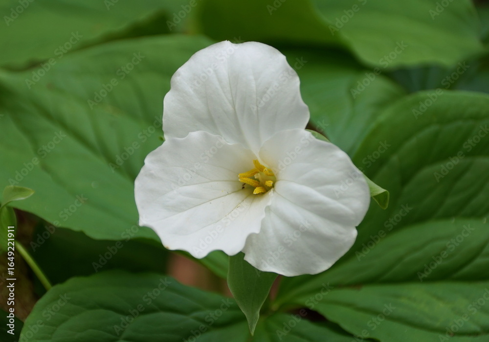 Obraz premium Closeup of the Great White Trillium flower, also known as White Wake-robin with the scientific name Trillium grandiflorum.
