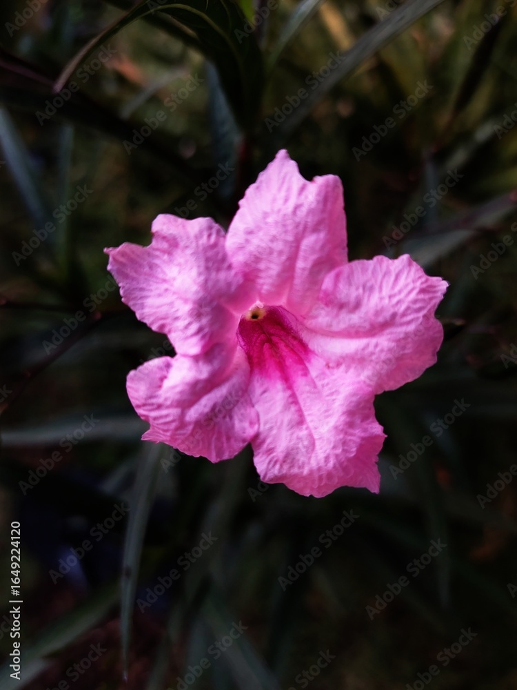 Obraz premium Close-Up of Pink Ruellia Flower with Detailed Petal Texture