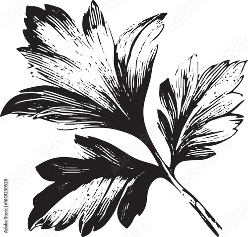 Parsley herb leaf in a botanical ink sketch. Monochrome vector illustration with realistic texture.