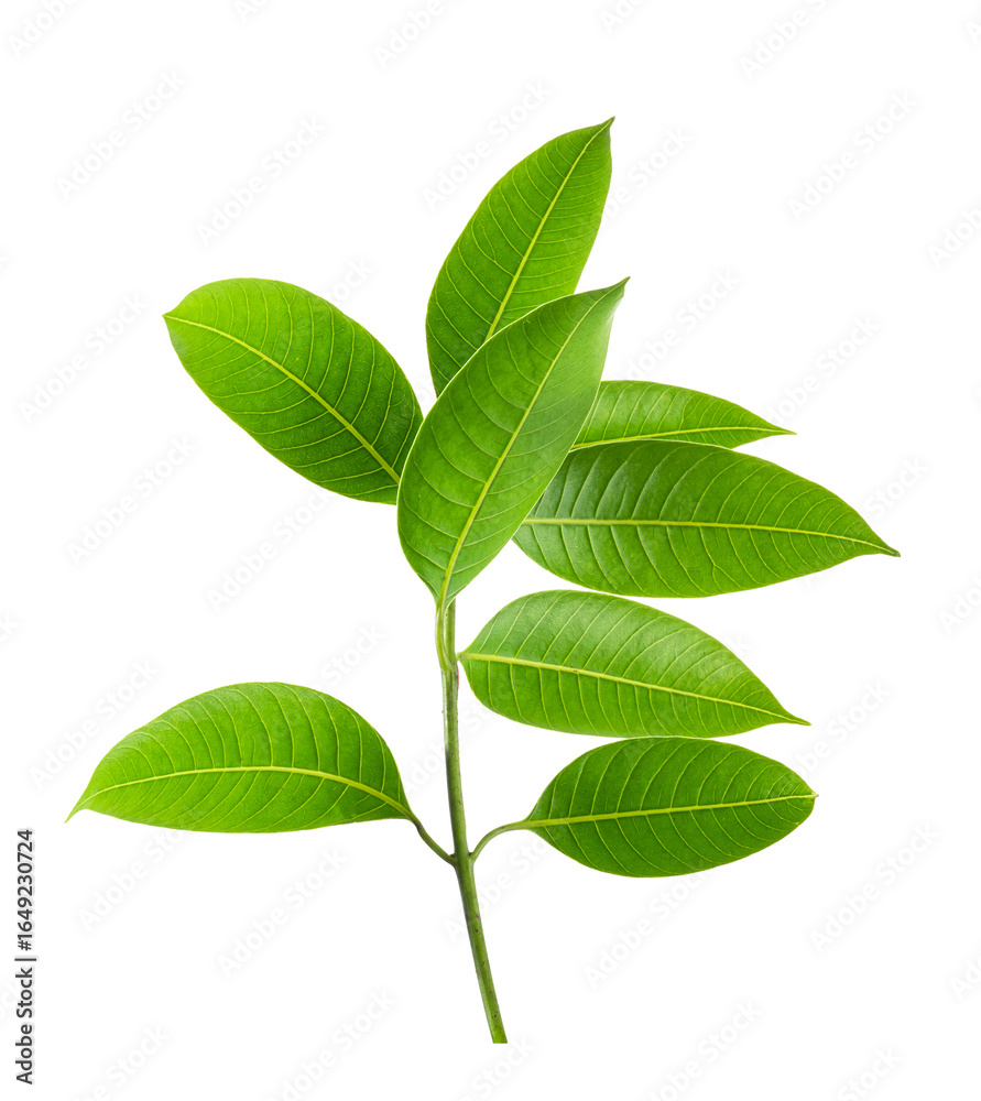 Naklejka premium Green leaves, Small green foliage on twig isolated on white background with clipping path