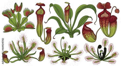 Detailed Vector Drawings of Unique Carnivorous Plants, Venus Flytrap, Pitcher Plant, Sundew, Insectivorous, Botanical, Exotic, Nature, Predator