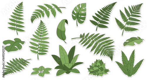 Diverse botanical green leaves and tropical foliage collection, Ferns, Monstera, Tropical, Botanical, Nature, Vector, Stickers