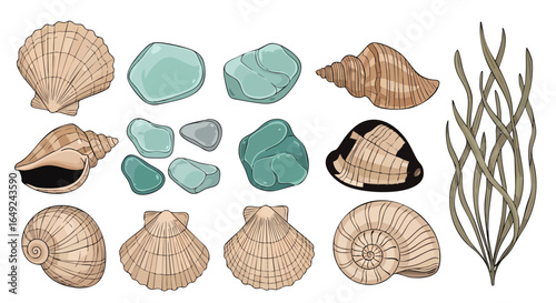 Vector illustration of ocean treasures and coastal discoveries, Seashells, Sea Glass, Seaweed, Ocean, Marine, Beach