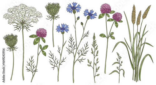 Detailed Botanical Wildflower and Grasses Hand-drawn Vector Collection, Queen Anne's Lace, Cornflower, Clover, Meadow, Nature, Summer.