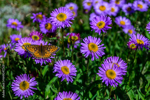 Fritillary butterfly perched on purple aster blooms in the Colorado Rocky Mountains. Asters were once thought to ward off evil spirits and are native to North America and the Alps.