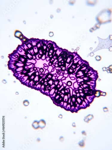 photo of tissue under the microscope