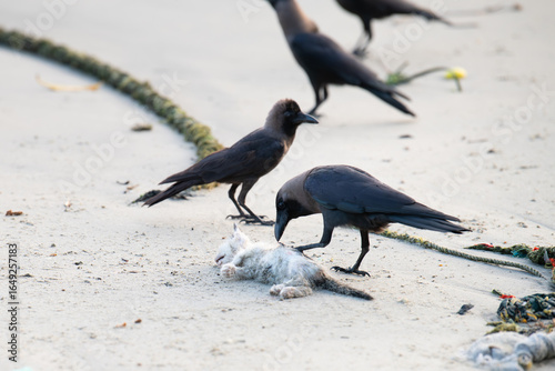 Black raven or crow bird is eating a dead cat on the beach, carcass feeding, animal behavior

