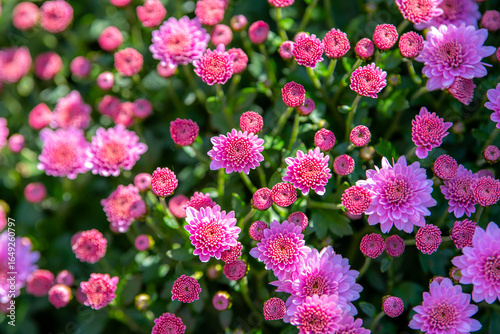 Close up macro background of the multiple orange chrysanthemum flowers, autumn concept