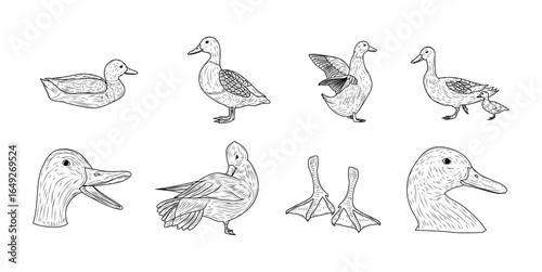 Duck hand drawn ink sketch vector set illustration
