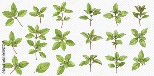 A collection of various fresh green basil sprigs and leaves, illustrated in a realistic style and isolated on a transparent background.