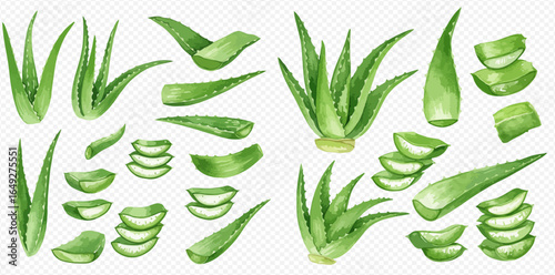 Watercolor illustration of aloe vera plants and leaves, whole and sliced, showcasing various stages and perspectives.