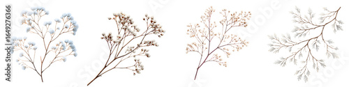 Dried Gypsophila Flower Stems: Delicate Botanical Elements