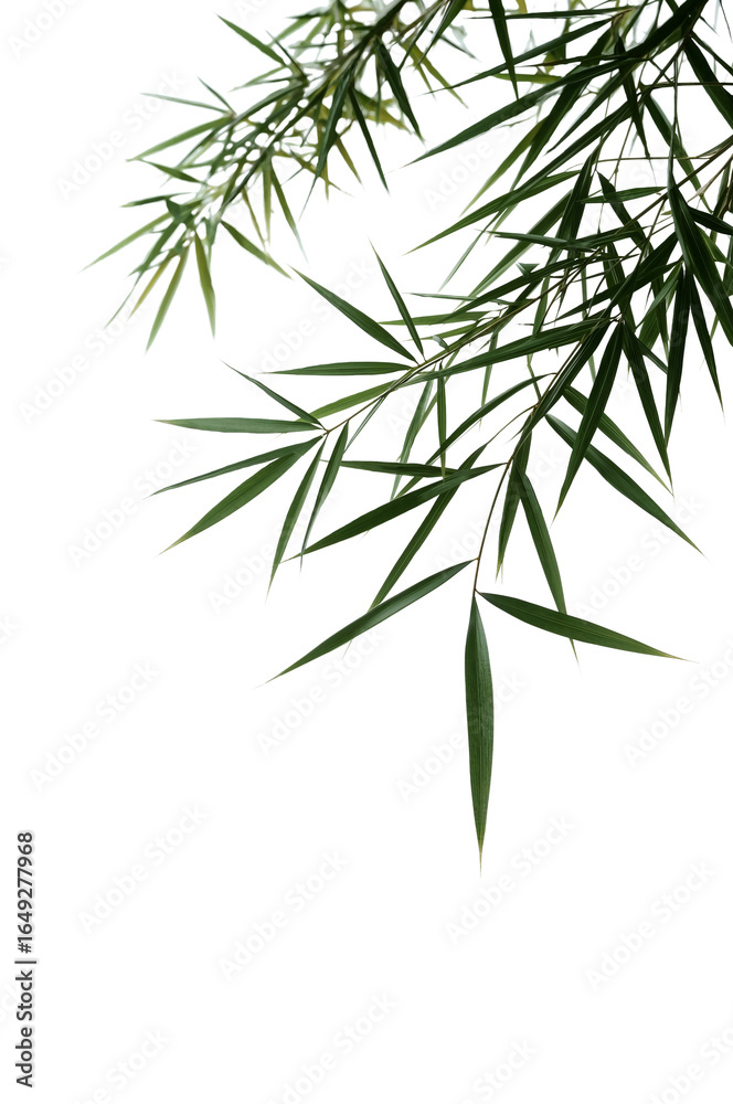 Ethereal bamboo fronds isolated for nature-inspired designs with an elegant botanical flair Ethereal bamboo fronds isolated for nature-inspired designs with an elegant botanical flair