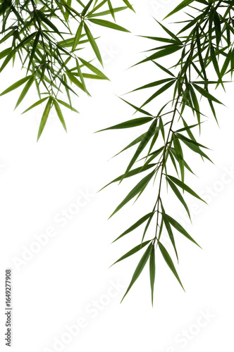 Serene bamboo foliage cascading against a pristine clear backdrop creating a calming zen atmosphere