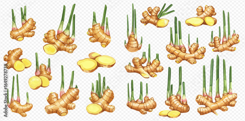 Collection of watercolor ginger root illustrations, showing whole roots, sliced pieces, and sprouting plants.
