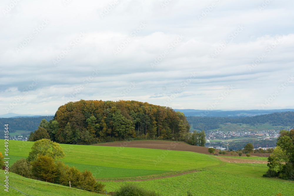 Obraz premium Beautiful group of trees on the summer day in Switzerland. Green European valley with mountains on the background with cloudy sky