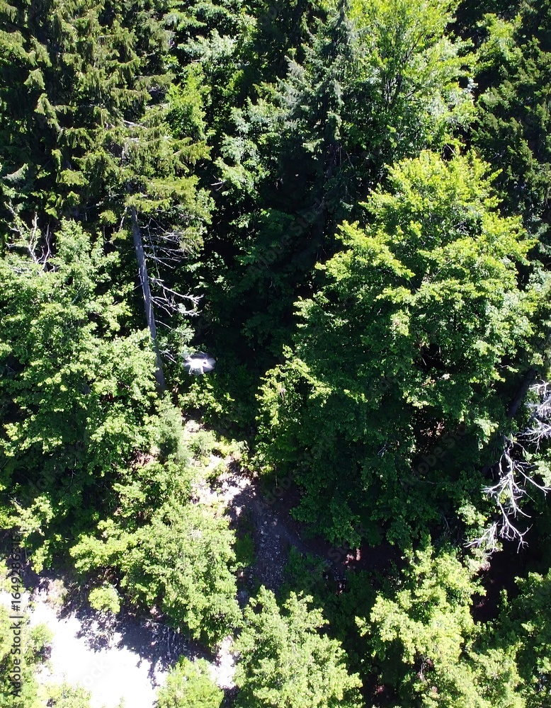 Fototapeta premium High-angle view of a dense forest