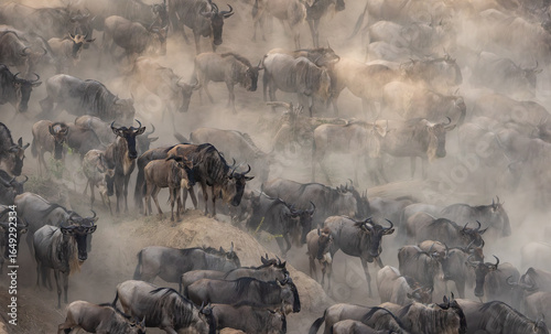 Photography Great wildebeest and zebra migration in Maasai Mara, Africa