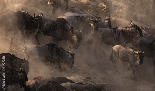 Photography Great wildebeest and zebra migration in Maasai Mara, Africa