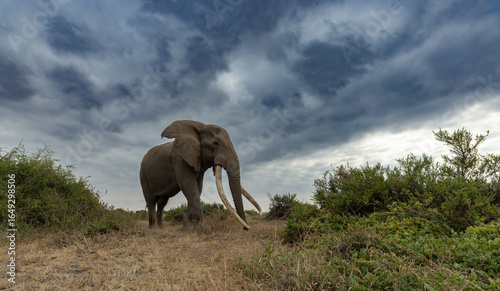 Photography Tusker Elephant in Amboseli National Park, Africa