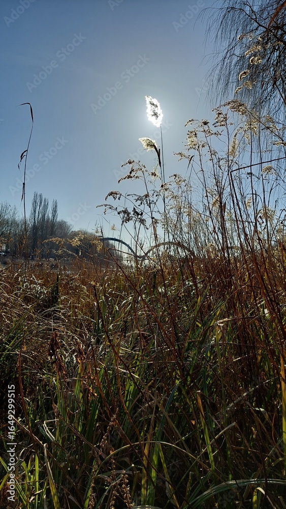 Obraz premium reed in the sunlight autumn landscape
