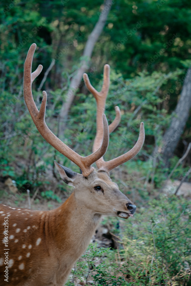 Sika deer in the jungle Sika deer in the jungle