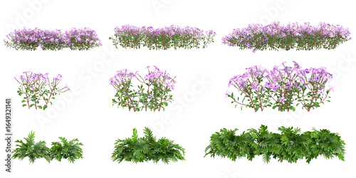 Photos 3d illustration of Phlox,Philodendron plants on transparent background