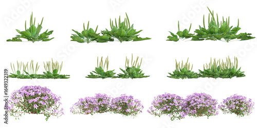 Cuadro en lienzo 3d illustration of Phlox,Plantago plants on transparent background