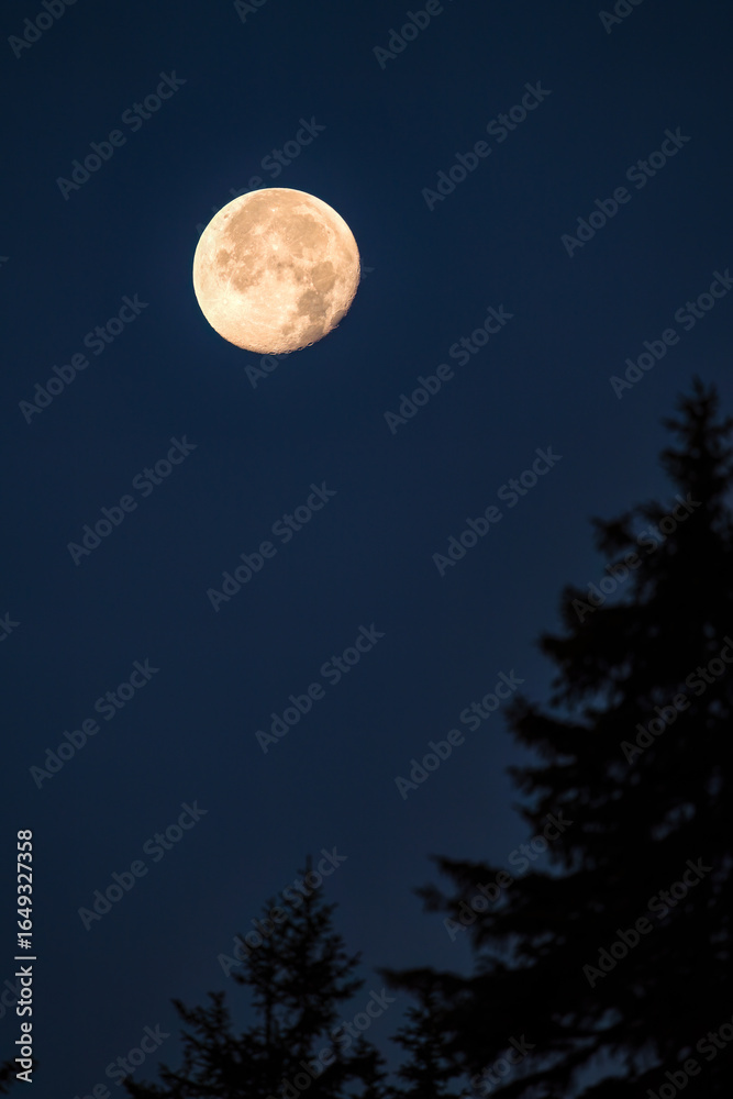 Naklejka premium full moon with tree silhouettes is rising at a summer evening
