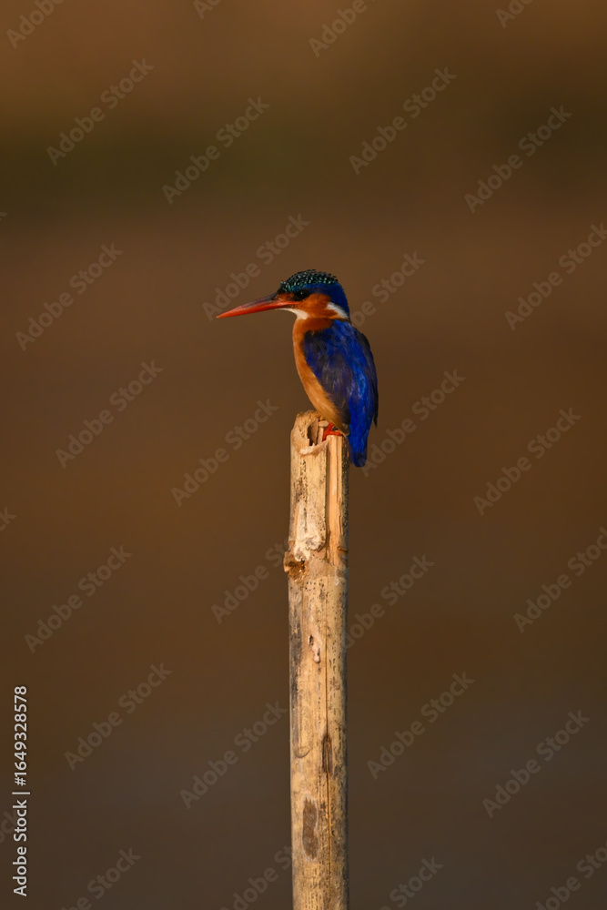 Obraz premium Malachite kingfisher on guano-stained post watches camera