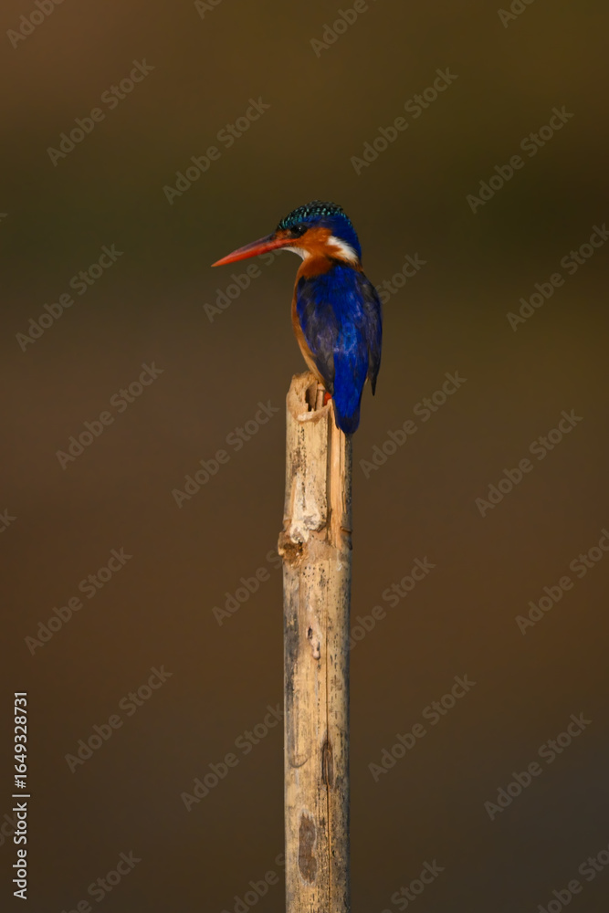 Fototapeta premium Malachite kingfisher on sawn-off post looking down